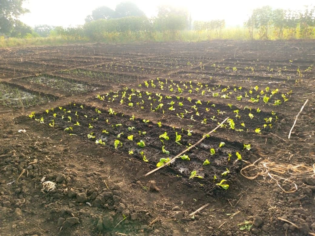 Campos de horticultura em Bilibiza
