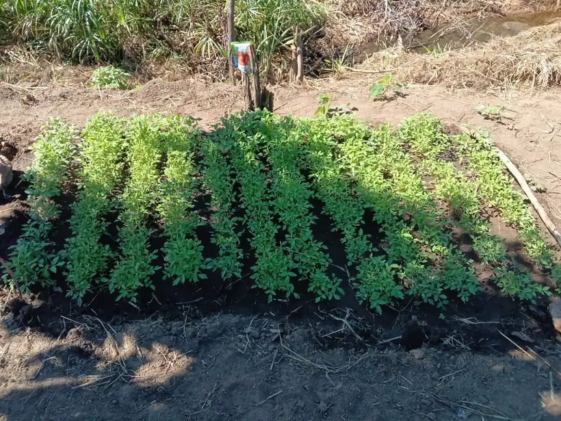 Canteiros irrigados com hortícolas em terra escura