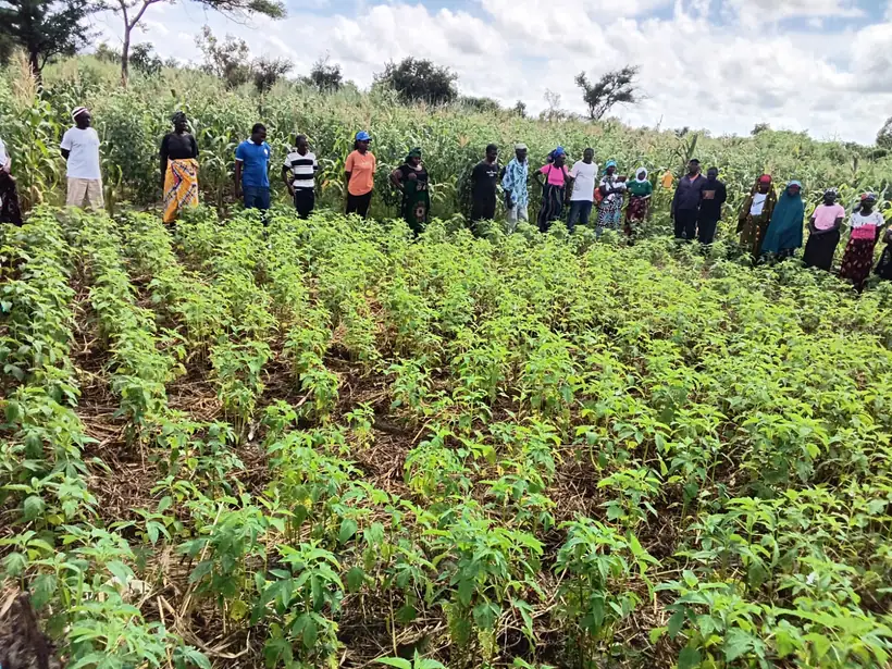 Membros da associação junto a um campo comunitário de horticultura